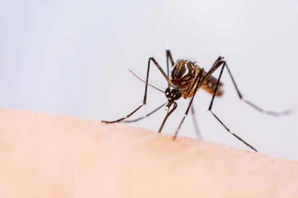 Mosquito Sucking Blood Stock Image