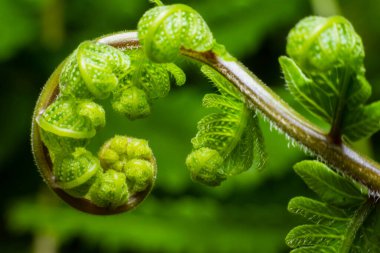 Yaprak sarmalını kapat