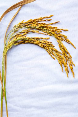 Beyaz kumaşa konmuş pirinç tohumu..