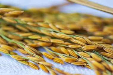 Beyaz kumaşa konmuş pirinç tohumu..