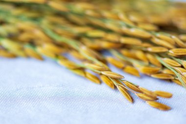 Beyaz kumaşa konmuş pirinç tohumu..