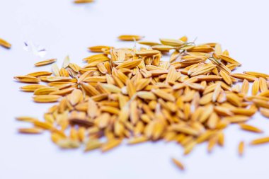 Kapat aromayı, beyaz arka plandaki ıslak tahılları..