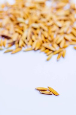 Kapat aromayı, beyaz arka plandaki ıslak tahılları..