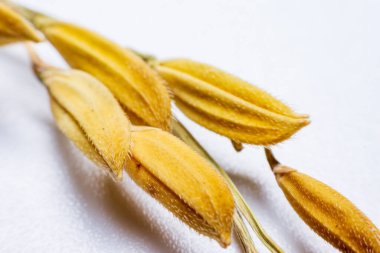 Kapat aromayı, beyaz arka plandaki ıslak tahılları..