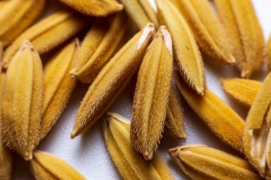 Kapat aromayı, beyaz arka plandaki ıslak tahılları..