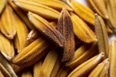 Beyaz arka planda beyaz mantarlı tahıl pirincini kapat.