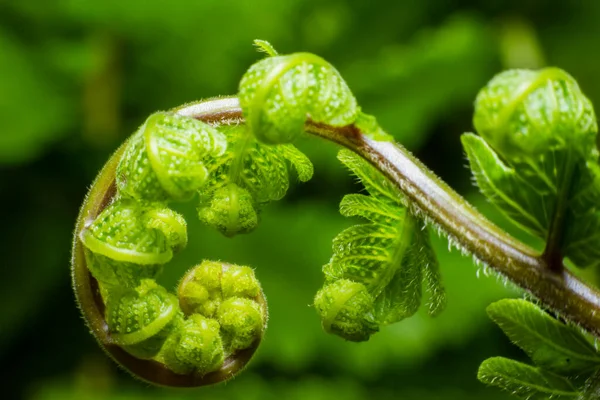 Yaprak sarmalını kapat