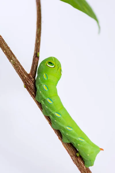 Island Worm Twigs — Stock Photo, Image