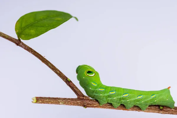 Dal üzerinde ada solucanı