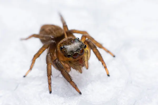 Duvarda Zıplayan Örümcekleri Kapatın — Stok fotoğraf