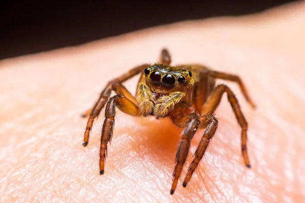 Großaufnahme Springende Spinnen Auf Der Hand — Stockfoto
