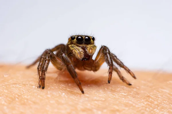 Großaufnahme Springende Spinnen Auf Der Hand — Stockfoto