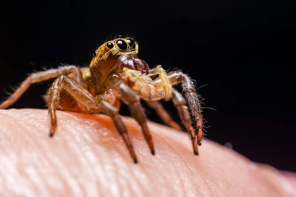 Großaufnahme Springende Spinnen Auf Der Hand — Stockfoto