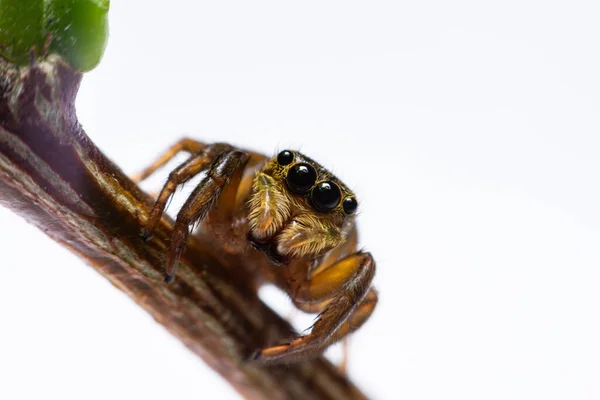 Dalın Üzerinde Zıplayan Örümcekleri Kapatın — Stok fotoğraf