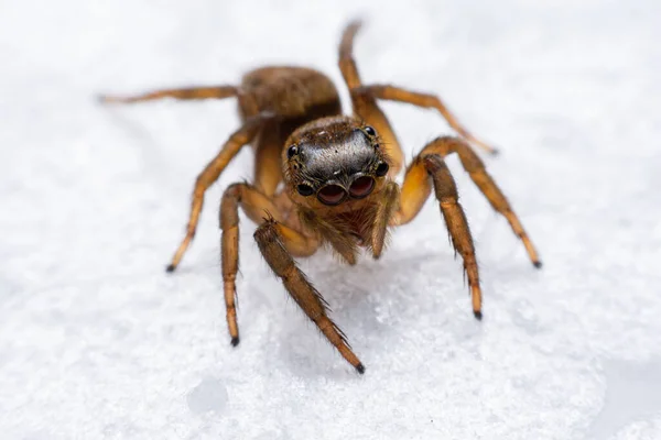 Großaufnahme Springende Spinnen Der Wand — Stockfoto