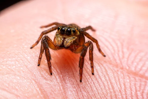 Feche Aranhas Pulando Mão — Fotografia de Stock