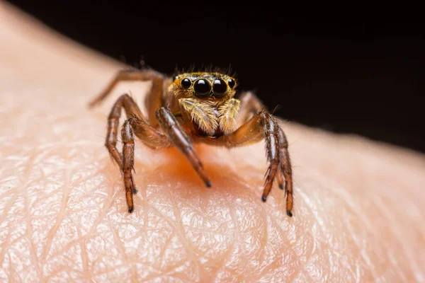 Großaufnahme Springende Spinnen Auf Der Hand — Stockfoto