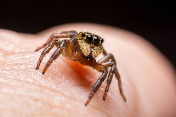 Primo Piano Saltando Ragni Sulla Mano — Foto Stock