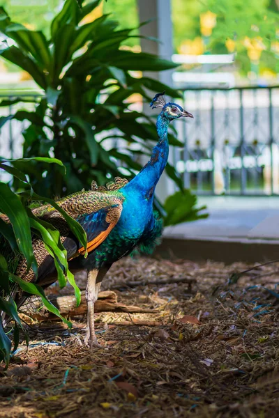 Pavão Lado Das Árvores Parque — Fotografia de Stock