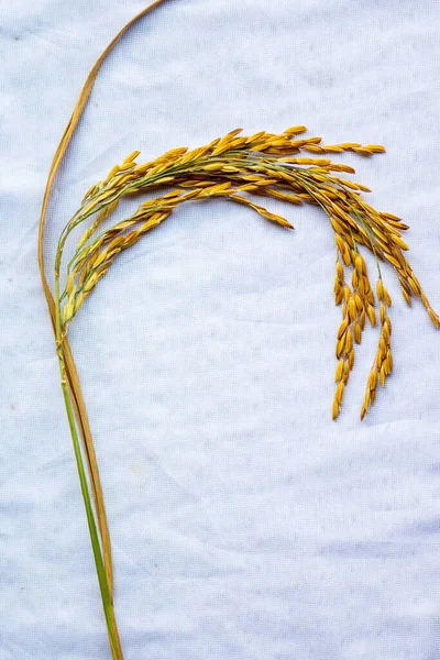 Рисовое Семя Белую Ткань — стоковое фото