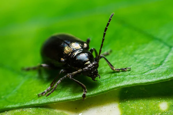 Beetle Perched Green Leaf — Stock Photo, Image
