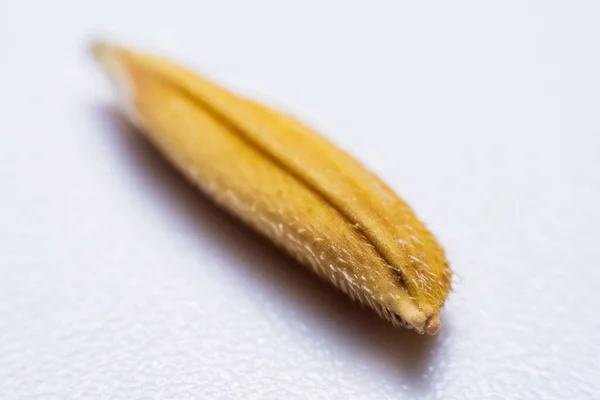 Kapat aromayı, beyaz arka plandaki ıslak tahılları..