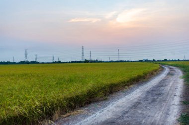 Pirinç tarlasının ortasındaki toprak yol hasat etmeye hazır.