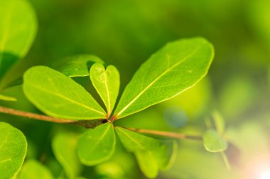 Ağaçlar mercek parıltısıyla tomurcuklanıyor.