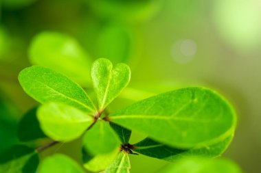 Ağaçlar mercek parıltısıyla tomurcuklanıyor.