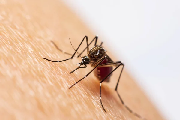 Mosquito Sucking Blood — Stock Photo, Image