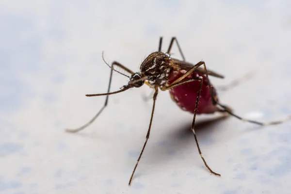 Mosquitoes Stick Wall Sucking New Blood — Stock Photo, Image