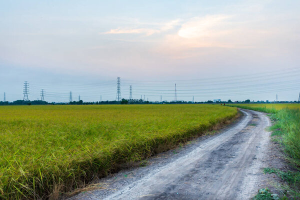 Soil road in the middle of a rice field that is ready to harvest