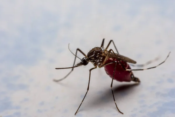 Komáři Lepí Zeď Vysátí Nové Krve Royalty Free Stock Fotografie