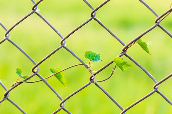 Vines rise at the winding fence, wall, yard in the park