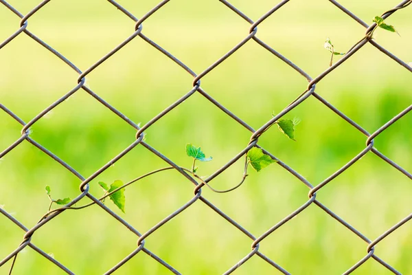 Vines rise at the winding fence, wall, yard in the park