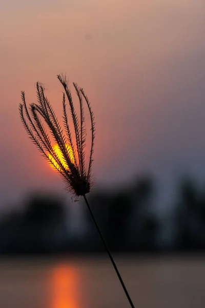 Yazın bahçede çimen çiçekleri
