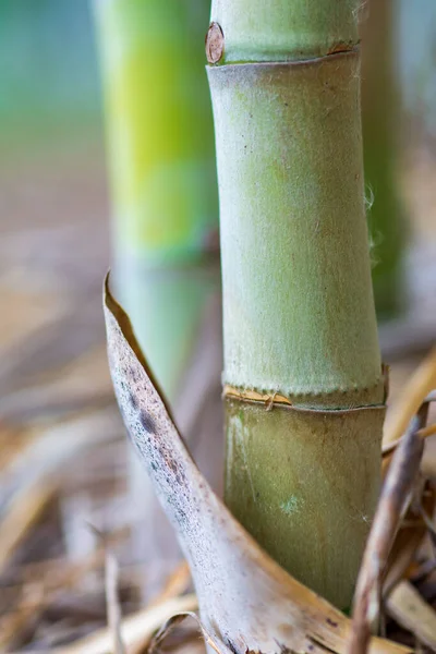 Tronc Bambou Qui Est Entièrement Cultivé Sur Une Crête — Photo