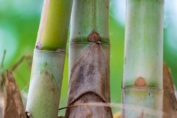Tronc Bambou Qui Est Entièrement Cultivé Sur Une Crête — Photo