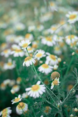 Papatya sarısı nergis çiçeği yatağı. Doğa arka planı..