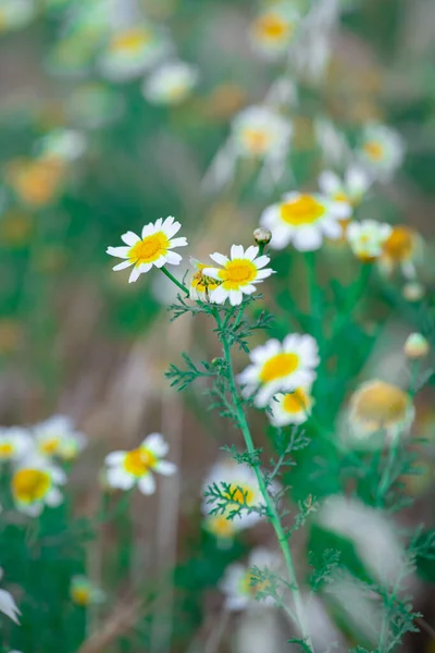 Daisy Gele Narcissen Bloem Bed Natuur Achtergrond — Stockfoto