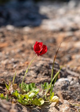 Poppy, Papaveroideae alt familyasından bir bitki türü. 