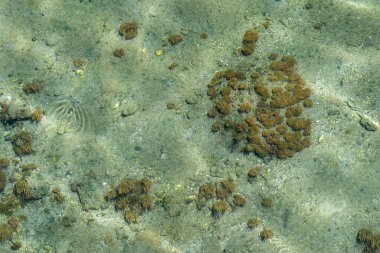 Deniz şakayığı ve deniz yosunlarının en üst görüntüsü..