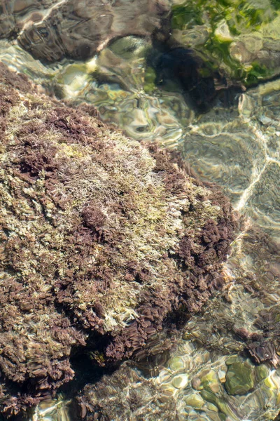 Vista Superior Anêmona Mar Algas Sobre Areia Ver — Fotografia de Stock