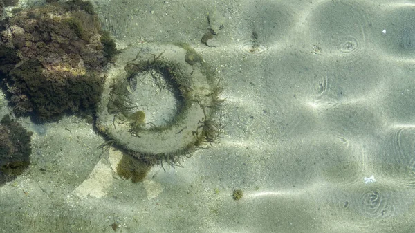 Top View Sea Anemone Algae Grow Rescue Tire Sank Sea — Fotografia de Stock