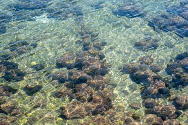 Deniz şakayığı ve deniz yosunlarının en üst görüntüsü..