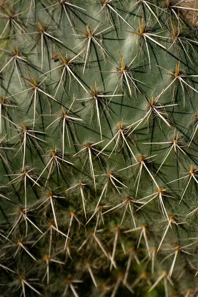 Planta Cactus Verde Con Espinas Espina —  Fotos de Stock