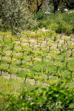 Small farm planting grapes trees.