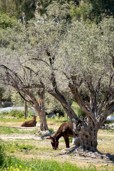 Μεγάλα Ελαιόδεντρα Και Ένας Γάιδαρος Ένα Αγρόκτημα — Φωτογραφία Αρχείου