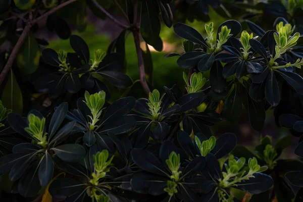 最も古いものから成長した新しい緑の葉 — ストック写真