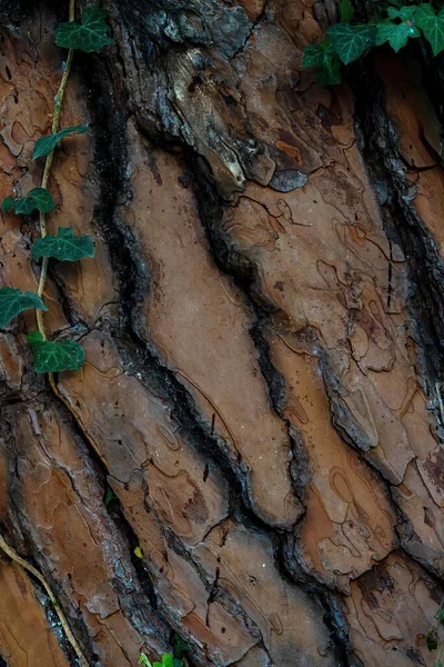 Szorstkie Drzewo Powierzchnia Podzielona Głębokimi Pęknięciami Wzdłużnie — Zdjęcie stockowe